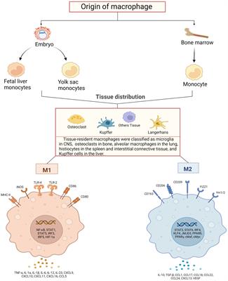 Role of macrophages in pulmonary arterial hypertension